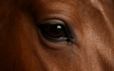 Get noticed with permanent eyeliner for horses: a stylish, durable look.