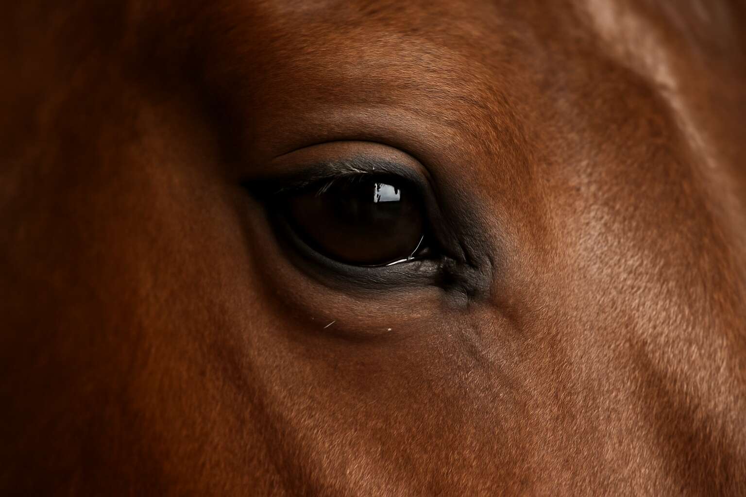 generated_image_69deb1d631a68.jpg permanent eyeliner for horses